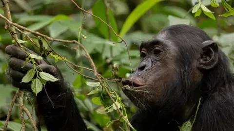 Chimpanzees Consuming the Equivalent of a Beer Each Day from Overripe Fruit, Investigation Shows